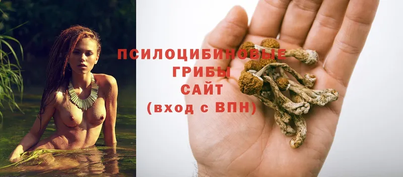 Галлюциногенные грибы GOLDEN TEACHER  купить закладку  Барнаул 